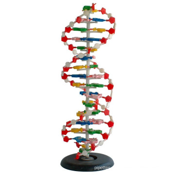 Medizinisches und unterrichtendes Modell DNA Modell 1 Teil